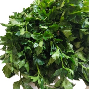 Hojas de apio frescas de alta calidad de Sulawesi, Indonesia - Paquete a granel de apio rojo alargado, directamente del jardín - Product Image 2