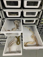 Vente en gros présentoirs pour reptiles élevage horizontal serpent reptiles rack en alliage d'aluminium élevage rack serpents reptiles