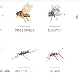 Lampe murale anti-moustiques et anti-mouches adhésive pour usage commercial, restaurants, magasins, lutte antiparasitaire à domicile - Product Image 2