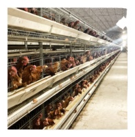 Cage à poules pondeuses de type H à haute capacité de production avec grillage métallique, sortie d'usine, pour 10 000 oiseaux, état neuf, cages pour animaux pondeuses