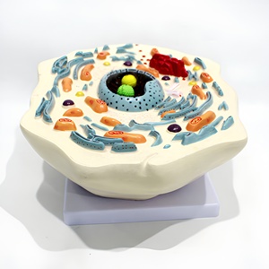 Modelo Anatómico de Célula Animal Mitonquítica, Herramienta de Enseñanza para Laboratorio de Biología - Product Image 2