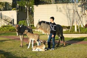 Estatua de caballo Artificial de tamaño real, estatua hecha a mano de fibra de vidrio, Animal realista para decoración de parque - Product Image 3