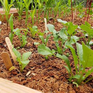 Sustrato de Virutas de Coco para Plantas - Product Image 5