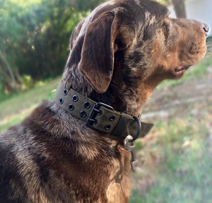 Correa ajustable de patrón sólido para mascotas, collar de perro de ajuste personalizado con anillo en D y hebilla, hecho de nailon duradero y poliéster - Product Image 6