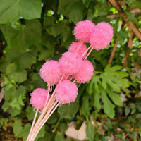 Vente chaude Préservé Éternelle Fleur Coloré Séché Moulin À Vent Fruits Scabiosa Fleurs pour Mariage