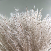 Bunga Kering RAW PICTURES, Buket Bunga, Rangkaian Bunga 20 pcs Rumput Pampas Coklat Alami Berkualitas Tinggi Harga Pabrik