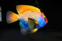 Publicité promotionnelle : Modèles gonflables de poissons tropicaux, avec une ambiance océanique et des accessoires décoratifs spécifiques au thème.