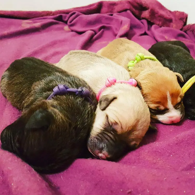Multicolor pequeños animales accesorios para mascotas cuerda trenzada cachorro recién nacido Whelp ID collares sólido 3-5 días cintas personalizadas perros rojo