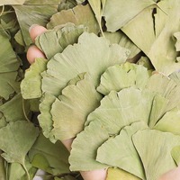 Feuilles de Ginkgo séchées de haute qualité Yin Xing thé à saveur séchée à vendre produit de soin sain aux herbes de Chine