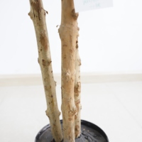 Plante artificielle bonsaï pour chambre à coucher, d'olive, ananas, plante décorative, accessoires