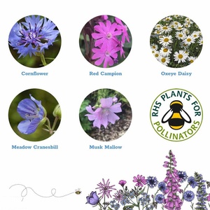 Kit per Piante da Giardino Wild Flower Bomb Ball, Decorazioni Fai-da-Te per Compleanno, Include Confezione di Fiori Artificiali per Uso a Terra - Product Image 3