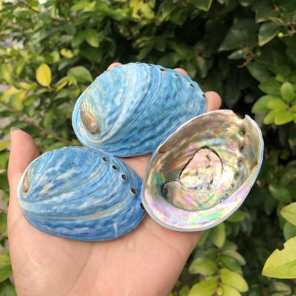 Hot Sale Exquisite Polished Abalone Blue Shell Natural Crafts Blue ...