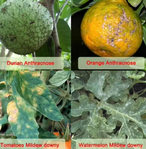 Ossicloruro di Rame 60% WP, Cloruro di Dicopero Triidrossido, Fungicida, Ossicloruro Cuprico, CUPOX, contro <span class=keywords><strong>Malattie</strong></span> Fungine e <span class=keywords><strong>Batteriche</strong></span>, Produzione Industriale - Product Image 4