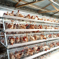 Boitier de volaille pliable Type A 4 niveaux, Cages à poules, systèmes pour la mise à niveau des hines