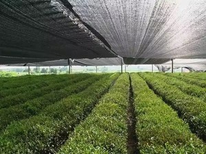 Red parasol, protección UV, tela de punto para sombra, red de sombra 40% para invernadero agrícola - Product Image 4