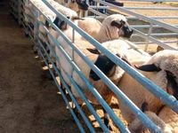 Panneau de clôture pour bétail galvanisé à chaud, panneau de clôture pour moutons et bovins pour ferme et grange