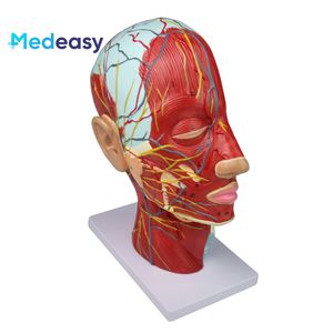 Modelo <span class=keywords><strong>de</strong></span> Anatomía <span class=keywords><strong>de</strong></span> <span class=keywords><strong>cabeza</strong></span> humana <span class=keywords><strong>de</strong></span> entrenamiento médico, modelo neurovascular <span class=keywords><strong>de</strong></span> <span class=keywords><strong>cabeza</strong></span> <span class=keywords><strong>y</strong></span> <span class=keywords><strong>cuello</strong></span> - Product Image 6