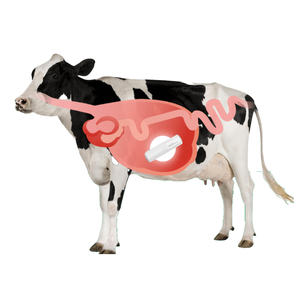 Lora-Kapsel Lora-basierter Intelligenter Rumen-Bolus für Rinder mit Eingebautem Lora-Sensor zur Überwachung von Körpertemperatur, pH-Wert und Gesundheitszustand - Product Image 2