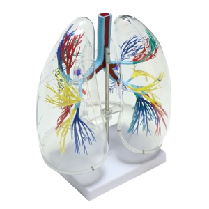 Modèle anatomique avancé et transparent du poumon humain pour la science médicale - Product Image 2