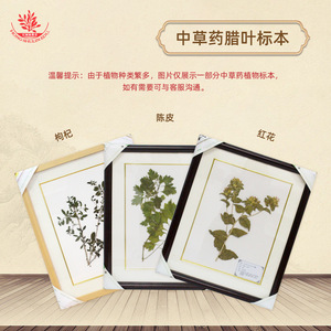 El herbario exhibe especímenes medicinales chinos que son fáciles de observar e identificar, incluyendo especímenes preservados y crudos. - Product Image 4