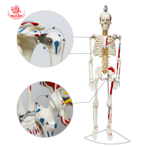 Modèle de squelette humain 85 cm, demi-corps coloré avec origines et terminaisons musculaires, suspendu à un support en acier, pour démonstration pédagogique - Product Image 1