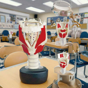 Structure <span class=keywords><strong>du</strong></span> larynx médical <span class=keywords><strong>humain</strong></span> de haute qualité et modèle d'enseignement médical élargi fonctionnel - Product Image 4