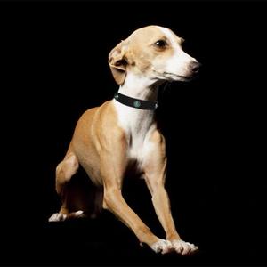 <span class=keywords><strong>Collar</strong></span> de perro colorido Estilo táctico duradero Accesorio para mascotas Patrón de animales Luces reflectantes acolchadas suaves Encantador de moda - Product Image 2