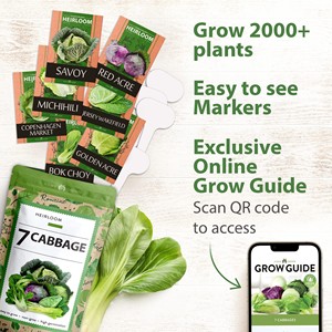 HOME GROWN 7 Chou sans OGM pour la plantation - Product Image 2