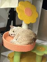 OEM ODM Tempat Tidur Kucing Bentuk Bunga Kartun, Tempat Tidur Kucing Poliester yang Nyaman, Perabot Pohon Kucing Interaktif untuk Kucing di Dalam Ruangan