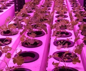 Accessoires pour serres agricoles Agriculture Economie d'eau Superfarm Nft Hydroponique - Product Image 2