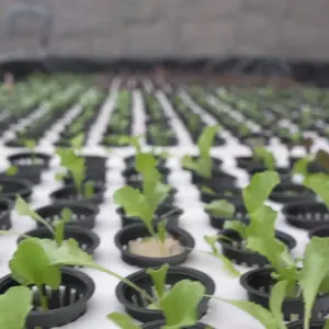 中国温室塑料网网杯壶草莓种植壶