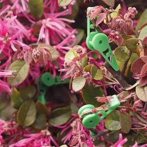 Pinces de pliage de plantes réglables, serre-tiges, écarteurs de branches d'arbres, pinces d'entraînement pour plantes - Product Image 6