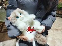 Jouet de chat animatronique grandeur nature pour enfants