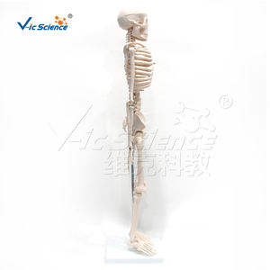 Esqueleto de pvc humano para Entrenamiento Educativo, esqueleto de tamaño real de 85cm para ciencia médica - Product Image 3
