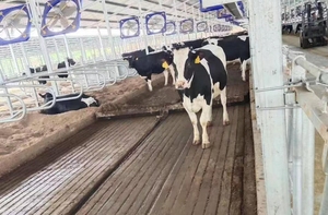 Veeteeltapparatuur melkveebedrijf erosiebestendig koeienstal reinigingssysteem automatische reinigingsmachine mestkrabber - Product Image 5