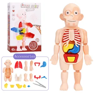 Kid 3D Puzzle Anatomie des menschlichen Körpers Modell Pädagogisches Lernen Orgel Spielzeug Torso Skelett Lehr werkzeug für Kinder