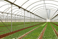 Tunnel de film à faible coût pour légumes/fruits/champignons