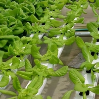Système de culture verticale hydroponique NFT d'intérieur blanc avec couverture en PVC, pompe, irrigation automatique, stabilité et haute productivité