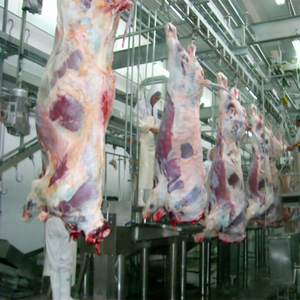 Crochets suspendus en acier inoxydable pour abattoir de bovins musulmans, équipement d'abattage de taureaux, abattage facile du bœuf - Product Image 1