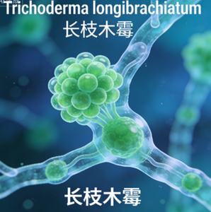 Trichoderma Longibrachiatum - Product Image 1
