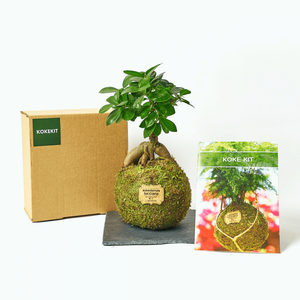 Faire votre propre Anthurium rouge Kokedama pour la maison vaso para kokedama pour la décoration intérieure <span class=keywords><strong>Koke</strong></span> Kit Anturio pour cadeau maman - Product Image 6