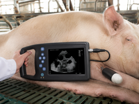 Petit appareil d'échographie vétérinaire portable électrique de classe II pour bovins, chevaux, truies, animaux de compagnie, coque en alliage d'aluminium, modèle A6