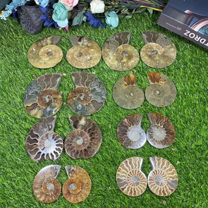 Cristales curativos naturales originales y únicos de sección fósil de amonita al por mayor hechos a mano a la venta - Product Image 6