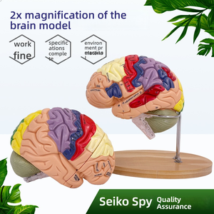 2X Modelo <span class=keywords><strong>de</strong></span> Anatomía Cerebral para Enseñanza Psicológica, con Partición <span class=keywords><strong>de</strong></span> la Capa Cortical del Tronco y las Extremidades, Modelo <span class=keywords><strong>de</strong></span> Anatomía Cerebral - Product Image 1