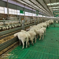 Plancher en plastique pour moutons et chèvres, plancher à lattes pour élevage de moutons, plancher en plastique pour abri d'élevage de chèvres