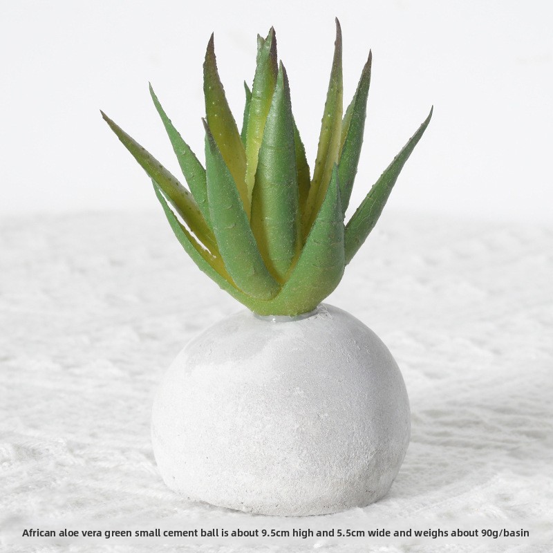 Aloe africano Verde pequeña bola de cemento