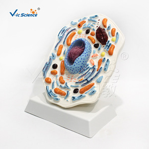 Modèle de grossissement de cellules animales, outil pédagogique biologique détachable pour les cours de biologie au collège et au lycée - Product Image 3