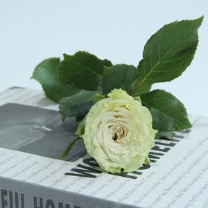 20 pièces de plantes naturelles à longue tige Shangguan <span class=keywords><strong>Waner</strong></span>, fleurs coupées fraîches de Kunming pour la décoration du jour de noël - Product Image 3