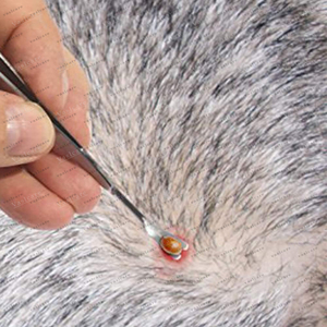 Kit d'outils pour enlever les tiques, pinces hygiéniques nettoyées par ultrasons, résistantes à la rouille, pour enlever les tiques chez les humains, les chiens et les chats, étui en cuir - Product Image 3