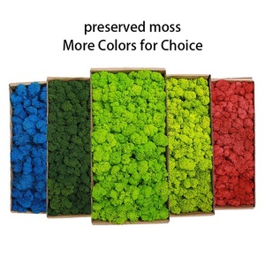 Pared <span class=keywords><strong>de</strong></span> <span class=keywords><strong>musgo</strong></span> real natural <span class=keywords><strong>para</strong></span> decoración <span class=keywords><strong>musgo</strong></span> <span class=keywords><strong>de</strong></span> poste estabilizado Bola <span class=keywords><strong>de</strong></span> <span class=keywords><strong>musgo</strong></span> verde preservada - Product Image 6